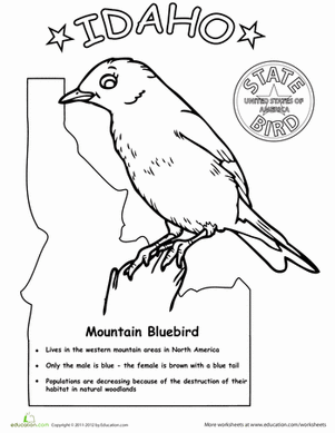Idaho State Bird