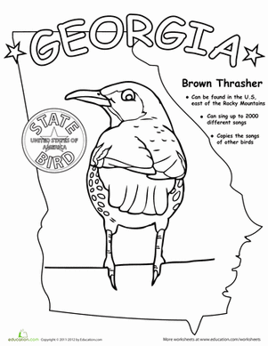 Georgia State Bird
