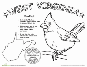 West Virginia State Bird
