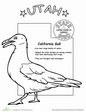 Utah State Bird