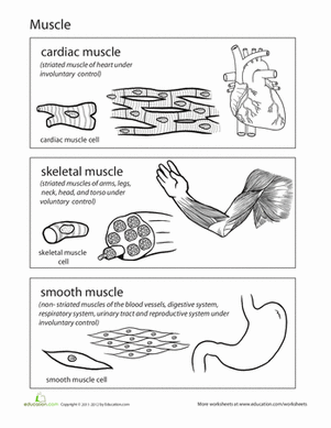 Inside-Out Anatomy: Muscles