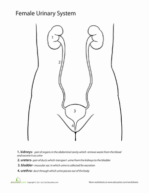 Inside-Out Anatomy: The Urinary System