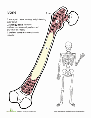 Inside-Out Anatomy: The Bone
