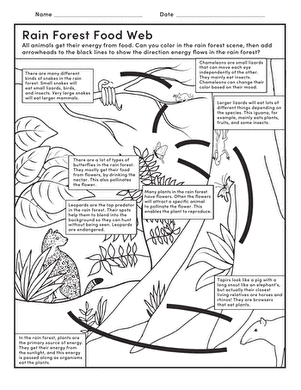 Rain Forest Food Web