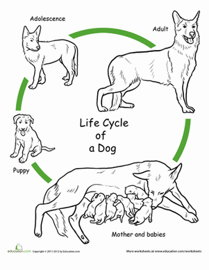 Color the Life Cycle: Dog