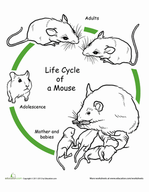 Color the Life Cycle: Mouse