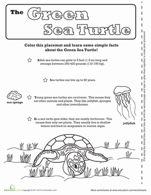 Sea Turtle Activity Placemat