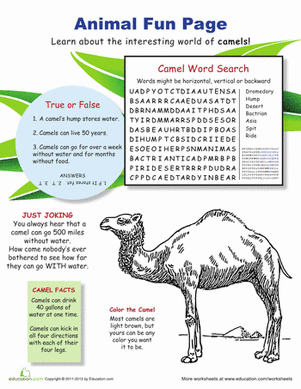 Fun with Camels