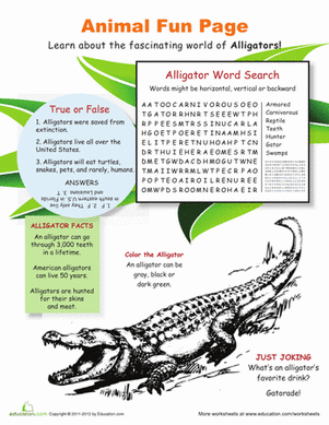 All About Alligators