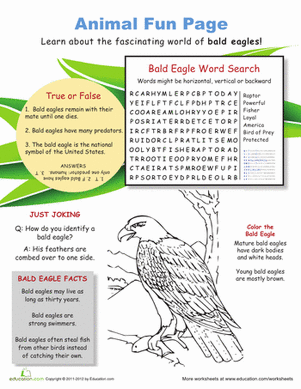 All About the American Bald Eagle