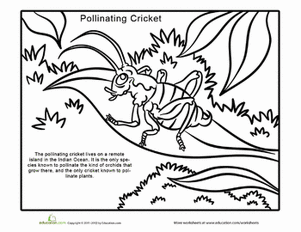 Pollinating Cricket Coloring