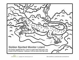 Monitor Lizard Coloring