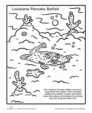 New Species: Pancake Batfish