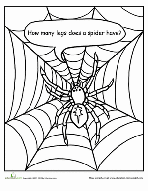How Many Legs Does a Spider Have?