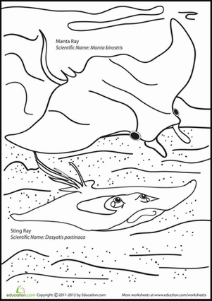 Slippery Sea Ray Coloring Page