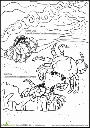 Crazy Crab Coloring Page