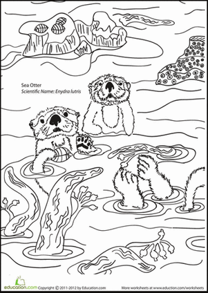 Color the Sea Otters