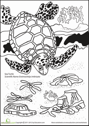 Sluggish Sea Turtle Coloring Page