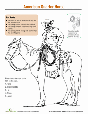 Horse Fun: American Quarter
