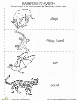 Match-up Game Rainforest