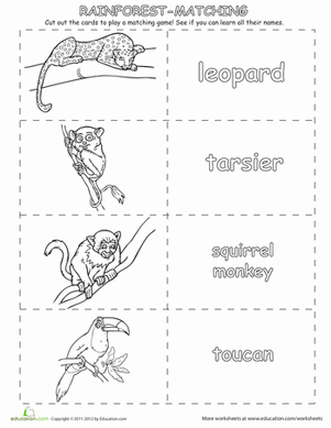 Learn the Rainforest Animals