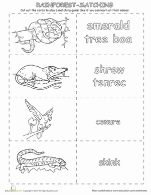 Rainforest Animals Memory Cards