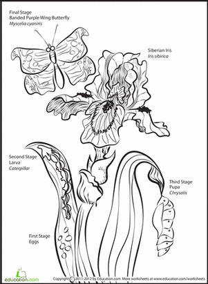 Flower and Insect: Iris, Butterfly