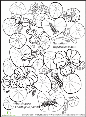 Flower and Insect Coloring