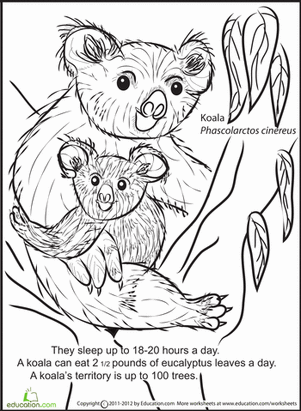 Color and Learn: Koala