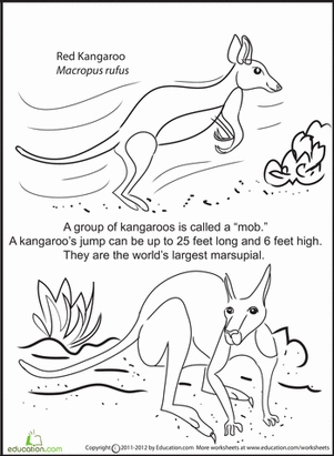 Color and Learn: Red Kangaroo