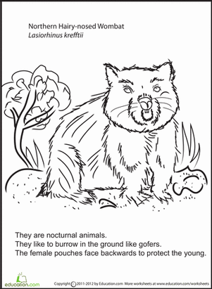 Color and Learn: Wombat