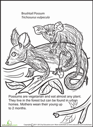 Color and Learn: Possums