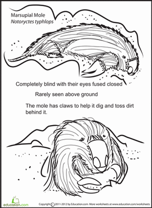 Color and Learn: Marsupial Mole