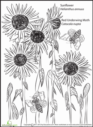 Sunflowers and Moth Coloring Page