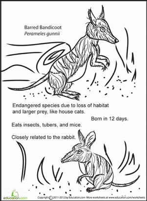 Bandicoot Coloring Page