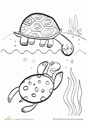 Turtle Friends Coloring Page