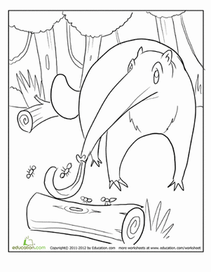 Anteater Coloring Page
