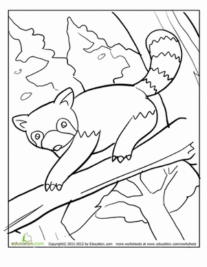 Red Panda Coloring Page