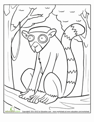 Ring Tailed Lemur Coloring Page