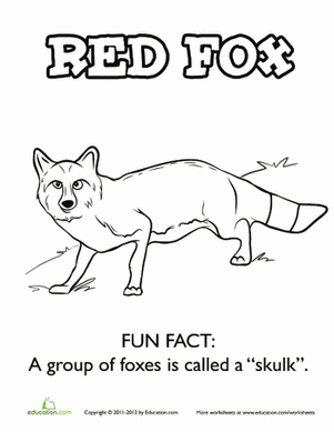 Color a Red Fox