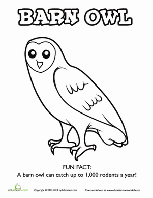 Barn Owl Coloring Page