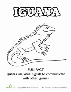 Iguana Coloring Page