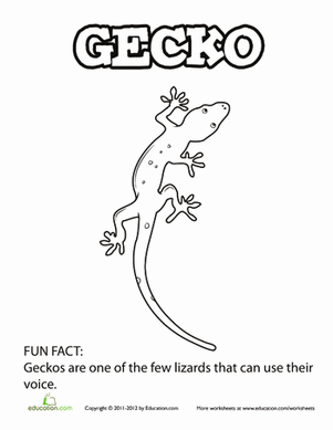 Gecko