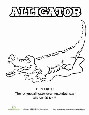 Alligator Coloring Sheet