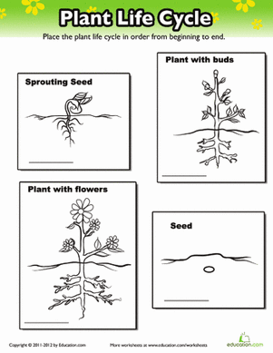 Plant Life Cycle