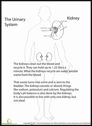 Human Anatomy: Kidney