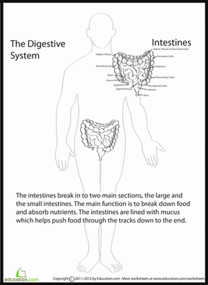 Human Anatomy: Intestines