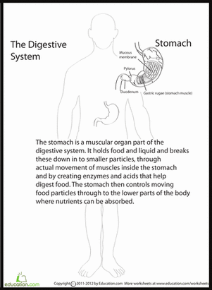 Human Anatomy: Stomach