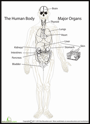 Human Body Diagram