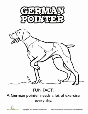 German Pointer Coloring Page